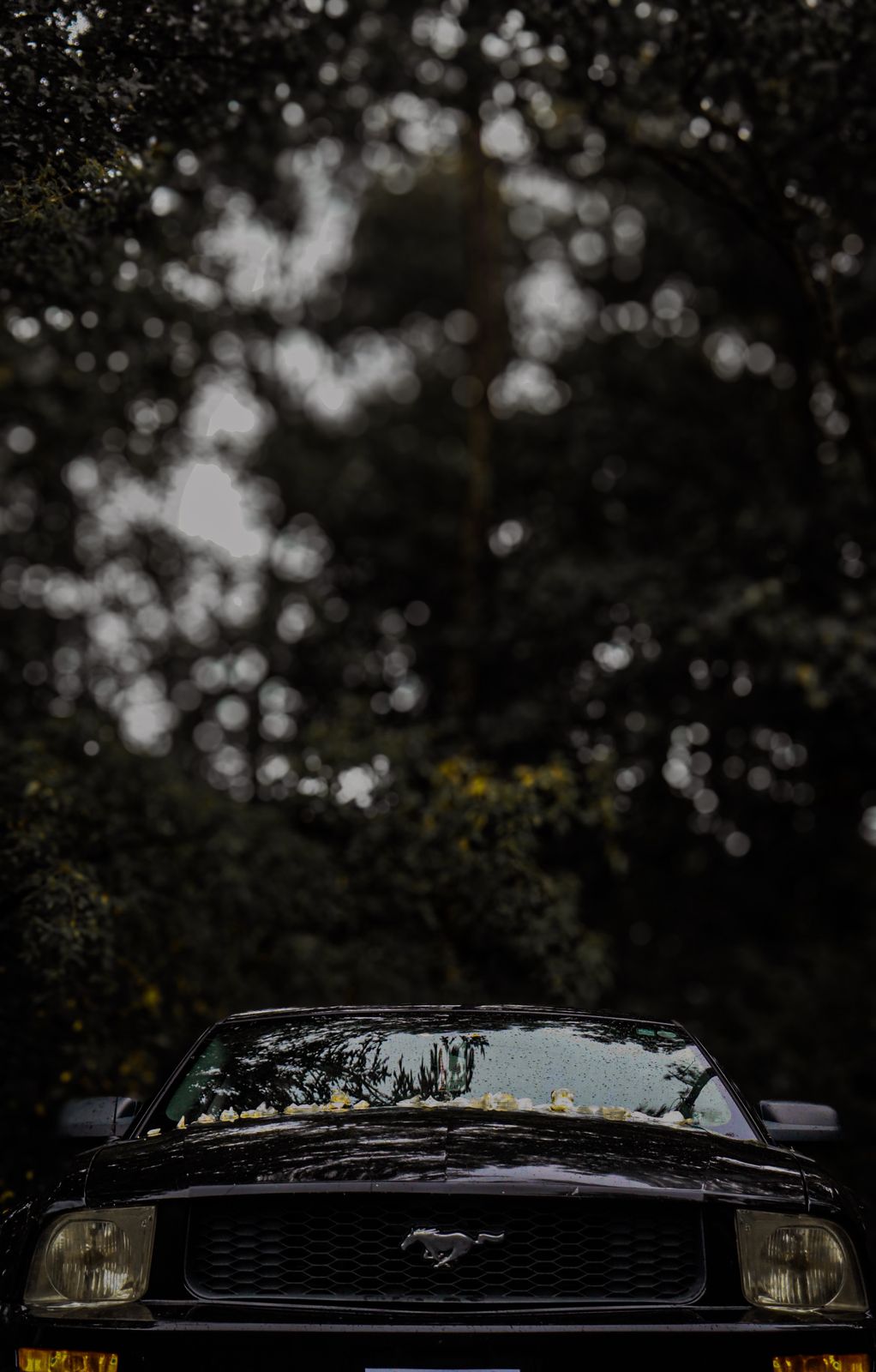 Car photograph